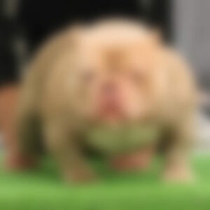 Puggy Purina